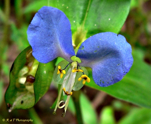 {Commelina communis}